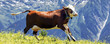 crazy cow