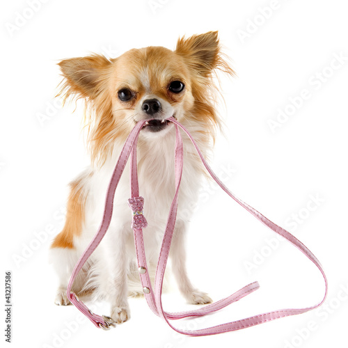 Photo: chihuahua et sa laisse chihuahua et sa laisse