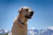 labrador in montagna