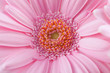 Chrysanthemen