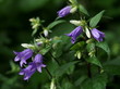Glockenblume
