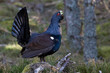 Capercaillie Tetrao urogallus adult male displaying