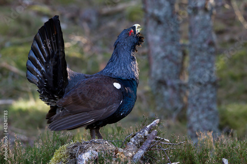Photo: Capercaillie Tetrao urogallus adult male displaying Capercaillie Tetrao urogallus adult male displaying