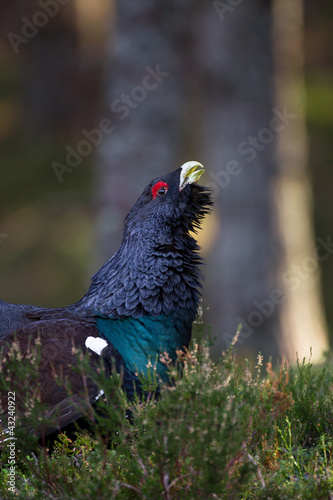 Photo: Capercaillie Tetrao urogallus adult male displaying Capercaillie Tetrao urogallus adult male displaying