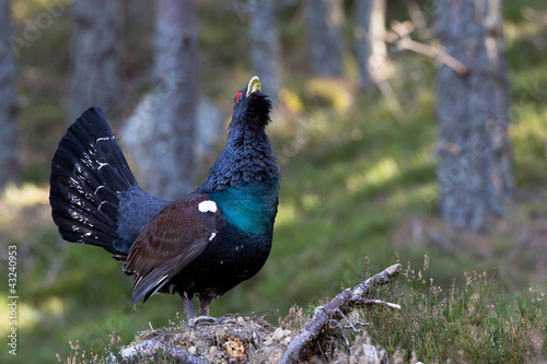 Photo: Capercaillie Tetrao urogallus adult male displaying Capercaillie Tetrao urogallus adult male displaying