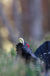 Capercaillie Tetrao urogallus adult male displaying