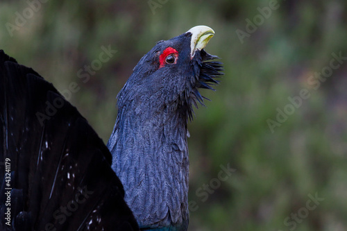 Photo: Capercaillie Tetrao urogallus adult male displaying Capercaillie Tetrao urogallus adult male displaying