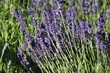 Lavanda
