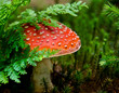 muschroom