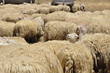 In campagna