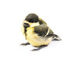 Fledgling birds tit