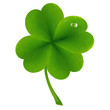 Lucky Clover