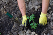 Foto: Plant Plant