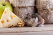 Photo: Rodent in the pantry Rodent in the pantry