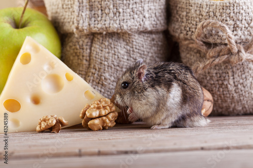 Photo: Rodent in the pantry Rodent in the pantry