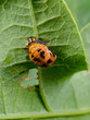 ladybird pupa, metamorphosis