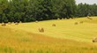 new england hayfield on a hill