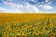 Foto: Beautiful sunflower field Beautiful sunflower field