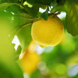 Foto: Lemon close up Lemon close up