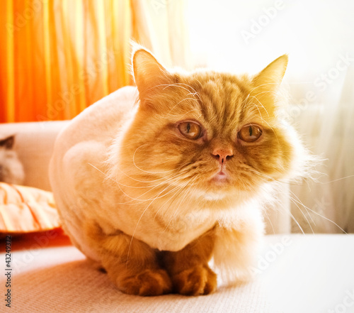 Photo: Red cat breed Selkirk rex. Red cat breed Selkirk rex.