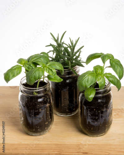 Photo: Three herb plants on wooden table Three herb plants on wooden table