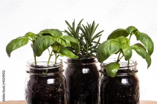Photo: Three herb plants in mason jars Three herb plants in mason jars