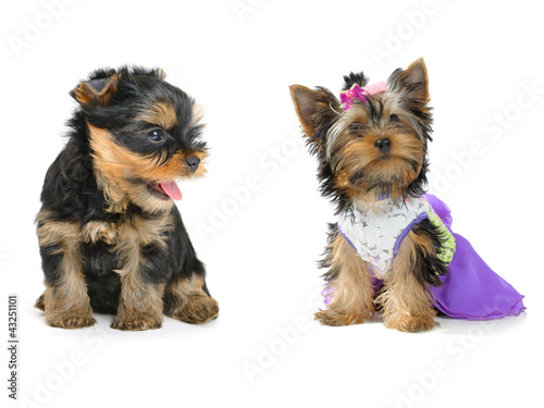 Photo: yorkshire terrier yorkshire terrier
