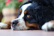 Laying a swiss bernese dog