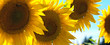 Provence - Champ de Tournesols