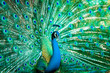 Portrait of peacock with feathers out