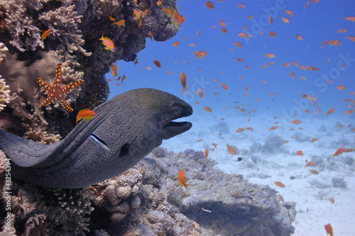 Photo: Giant moray in the Red Sea Giant moray in the Red Sea