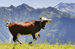 Photo: crazy cow is jumping in the mountain crazy cow is jumping in the mountain