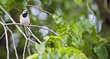 Little bird on a tree