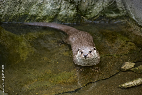 Photo: Otter Otter