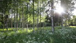 Video: Forest in the Sunlight Forest in the Sunlight