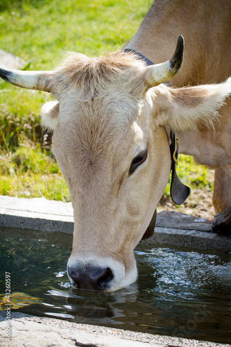 Photo: bovino che beve bovino che beve