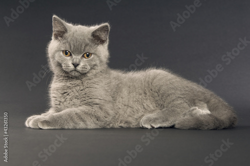 Photo: British short haired grey cat British short haired grey cat