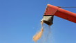 Unloading Cereal with Combine Grain Elevator