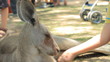 Child feeding a kangaroo in Gan Guru in Israel