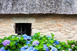 Chaumière et hortensias
