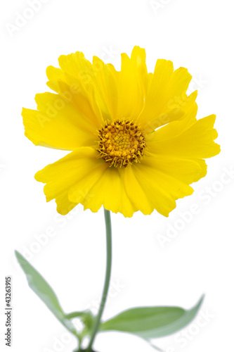 Foto: Mädchenauge (Coreopsis grandiflora) Mädchenauge (Coreopsis grandiflora)