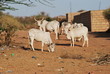 troupeau de vaches au sénégal