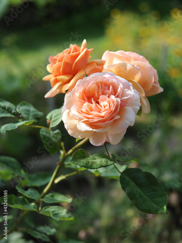 Photo: Rose im Garten apricotfarben Rose im Garten apricotfarben