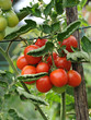 Photo: Tomaten am Strauch Tomaten am Strauch