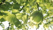 Video: Close-up of Tree Leaves in Summer Wind Close-up of Tree Leaves in Summer Wind