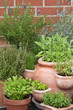 Kräuter - Herbs