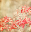 vintage paper  with Adenium