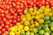Colorful assorted tomatoes