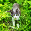 Cat in Grass