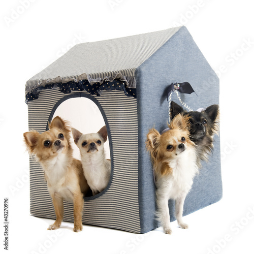 Photo: chihuahuas in house dog chihuahuas in house dog